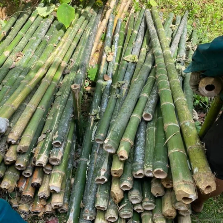 High Quality Viet FOA Cane Bamboo Pole for Plant Raw Materials Bamboo Sale Flower Hot Time Garden Support Feature Origin Cutting