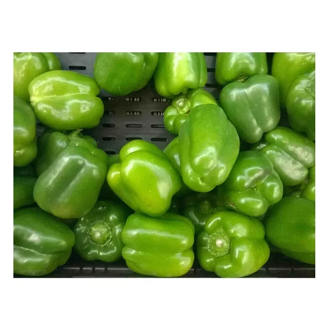 Fresh Pepper Wholesalers Mesh Bag from Pakistan High Quality 10kg/20kg Red Capsicum Green Capsicum Natural Long Pepper