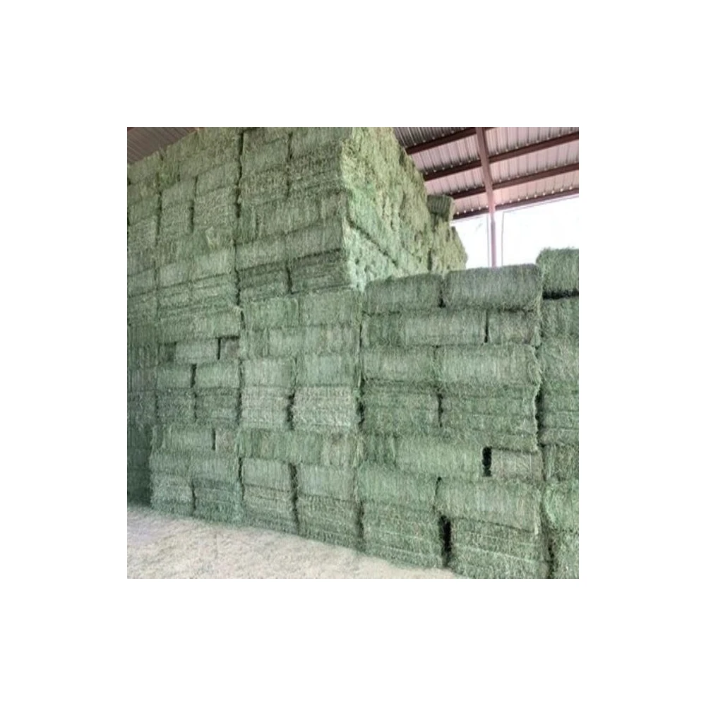 Top Quality Animal Feed Alfafa Hay for Animal Feeding Stuff Alfalfa