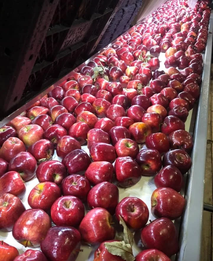 Fresh Apples Red Fuji Green Golden delicious Apples