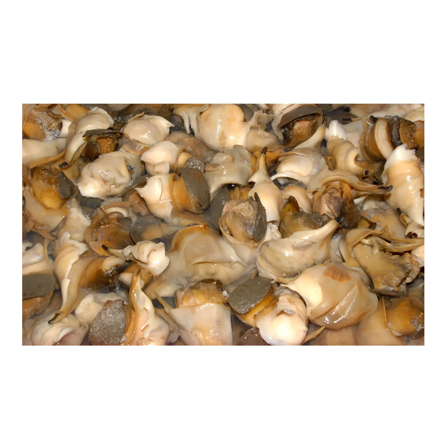 Замороженное мясо раковины, морепродукты, IQF/блок