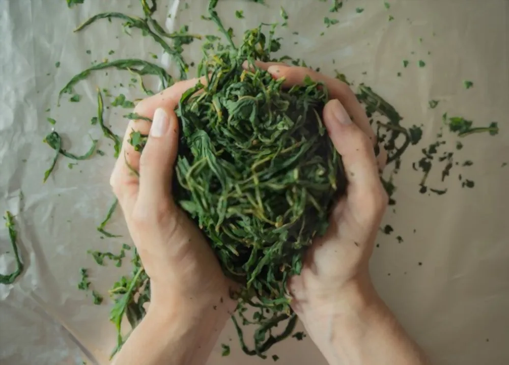 100% Natural Fresh Tea Ingredients Vacuum Dry Stir-Fried Loose Tea With OEM Service From Vietnam For Export