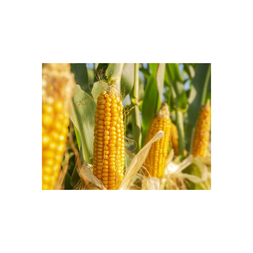 Yellow Corn/ yellow corn for human consumption non gmo yellow corn/ yellow corn for animal feed