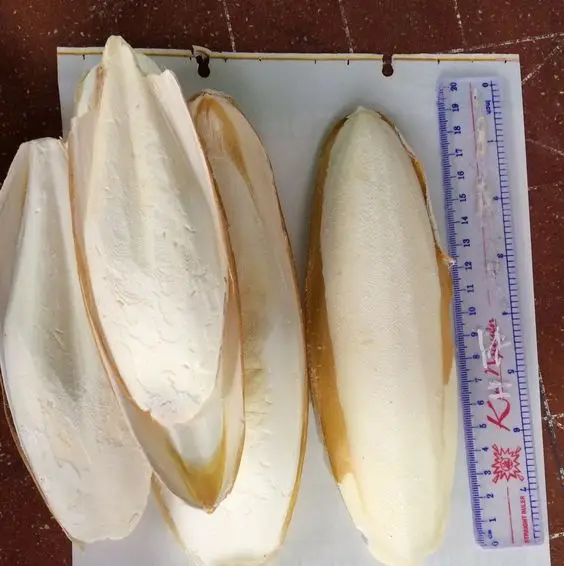 Natural 100% sun dried cuttle bone sale best grade squid cuttlefish bone cheap price Internal shell of cuttlefish