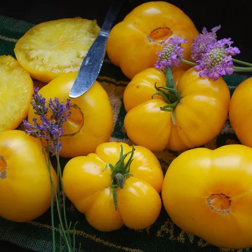 Fresh Organic azoychka tomatoes