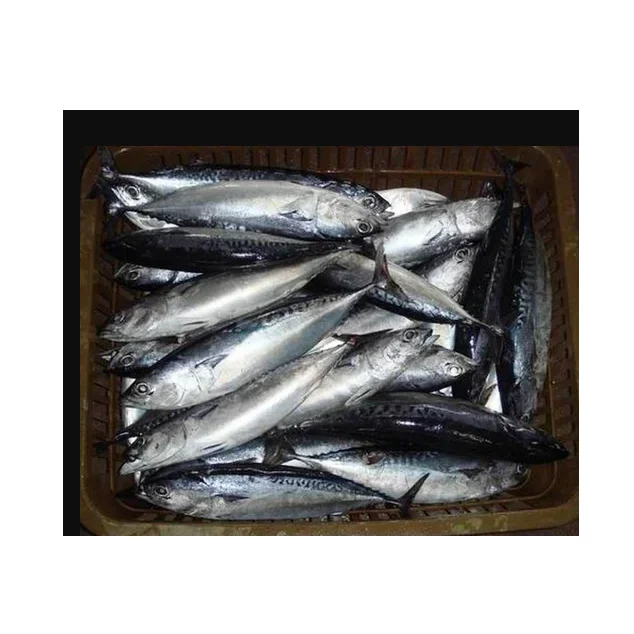 Лучшая заводская цена натурального замороженного цельного тунца скипджек в большом количестве