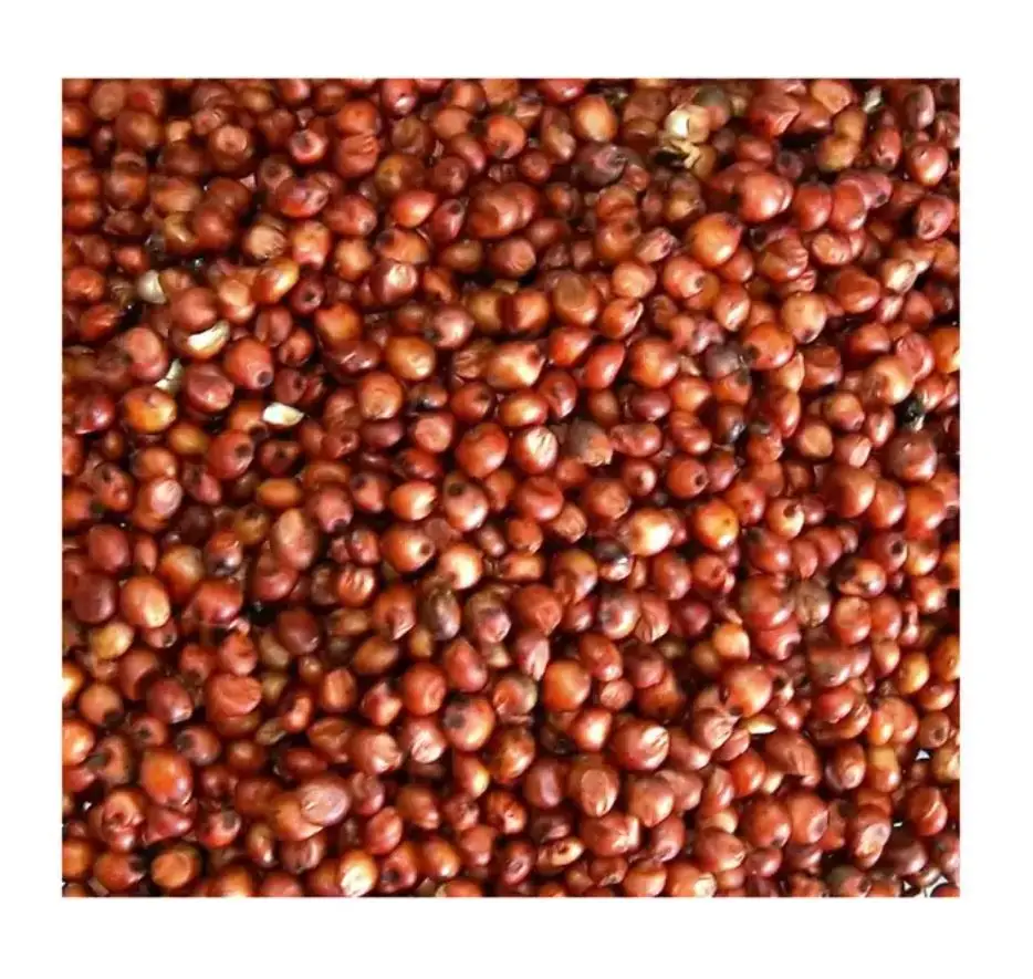 Bulk Quantity Sorghum Grains and Good Quality Red White and Yellow Sorghum Seeds In Cheap Price
