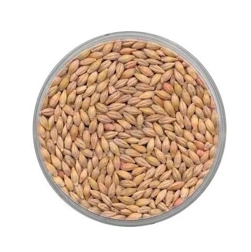 Premium Barley /Animal feed barley/bulk barley Malted Barley