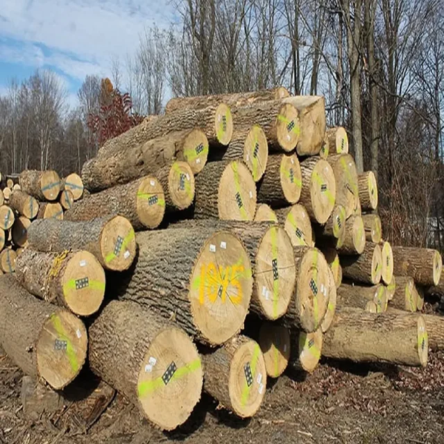Acacia/ Maple Logs/ Oak Logs for Stave Wood, 35cm High Quality Acacia Log with Good Prices Wholesales for Acacia wood logs