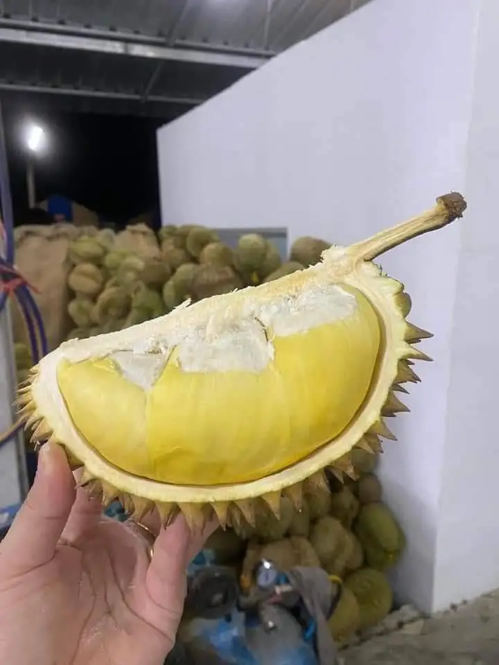 Fresh Durians Fruit Monthong Durian Sweet and Delicious Natural 100% from Thailand Premium Quality First Grade