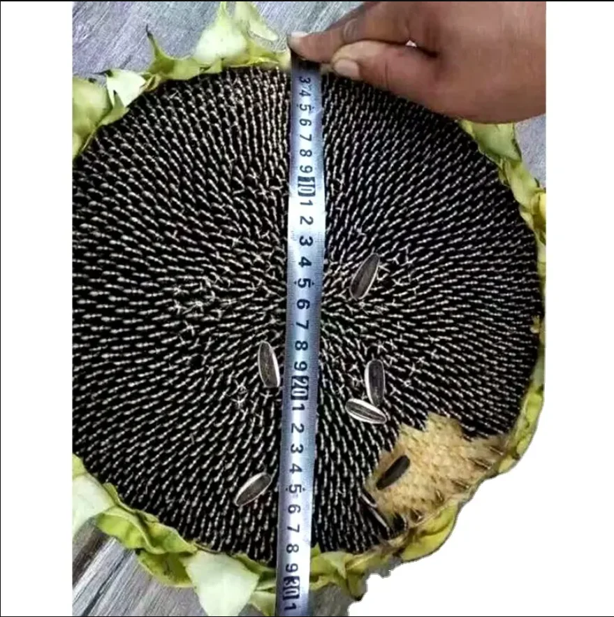 Wholesale Sunflower Seeds Kernel/Sunflower Seeds Ready For Export