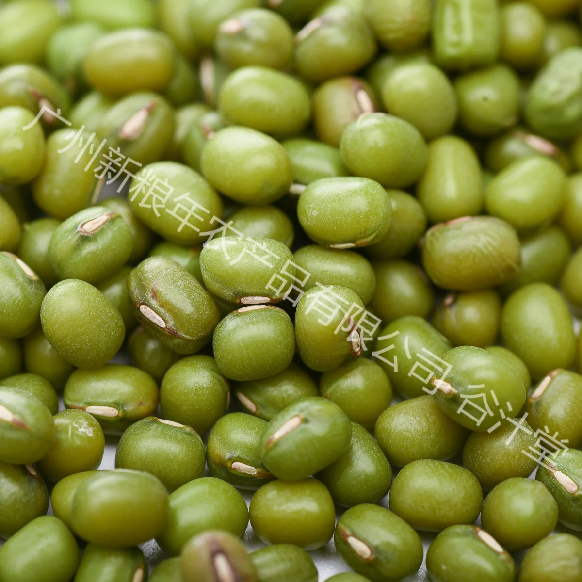 High quality, affordable plump mung beans wholesale stock