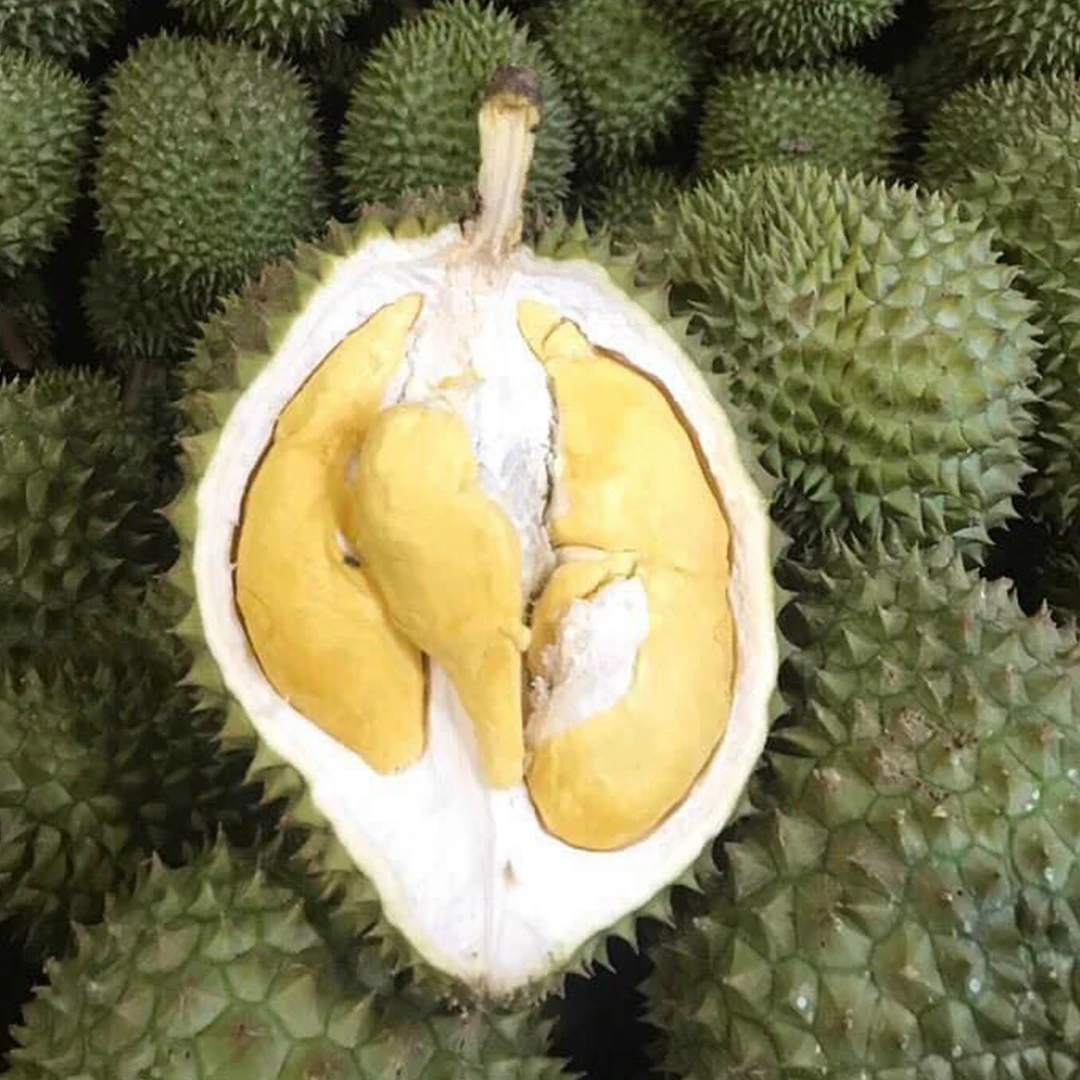 RI6 Durian Made In Vietnam So Fresh Premium Quality Fresh Whole Piece /Frozen Pulp Durian Fruit Monthong New Crop