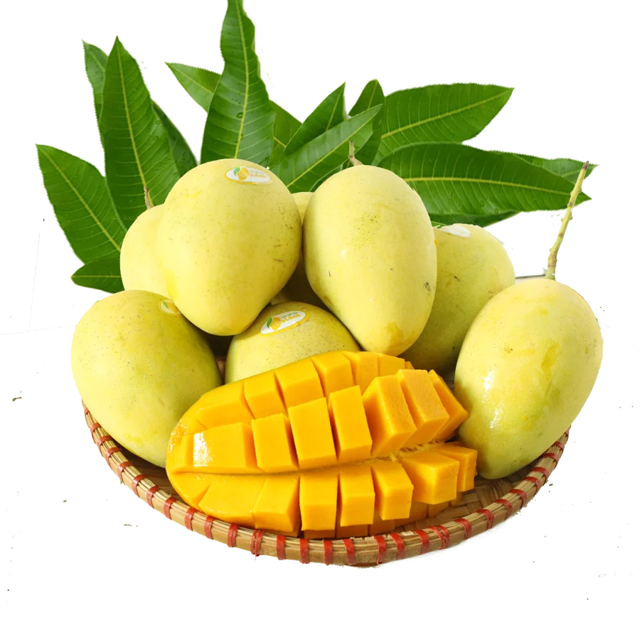 100% Natural and Juicy Fresh Mango