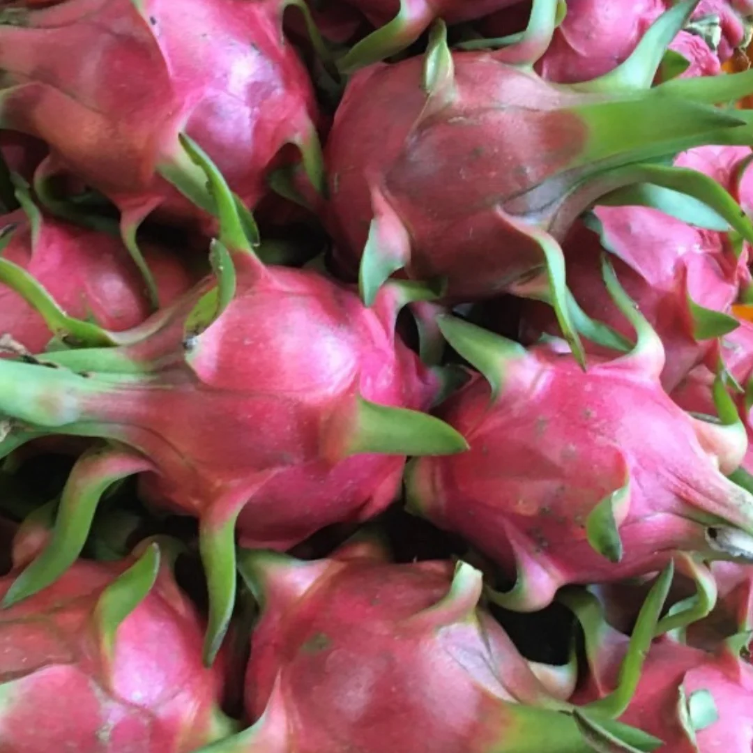 Wholesale 2022 High Quality 100% From Vietnam Good Price Ready To Ship Fresh White Dragon Fruits