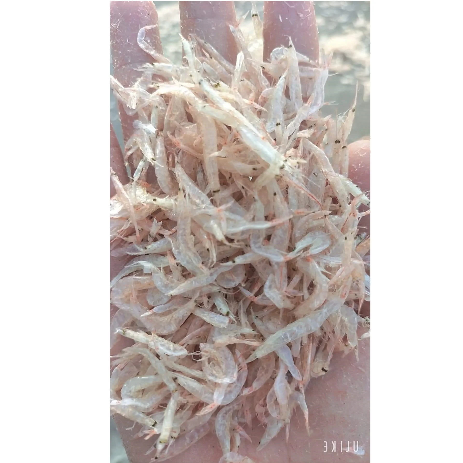 Food Topping 10kg Natural color Seafood Dried Tiny Shrimp Steamed Baby Small Size Dehydrated Wholesale Prawn From Vietnam