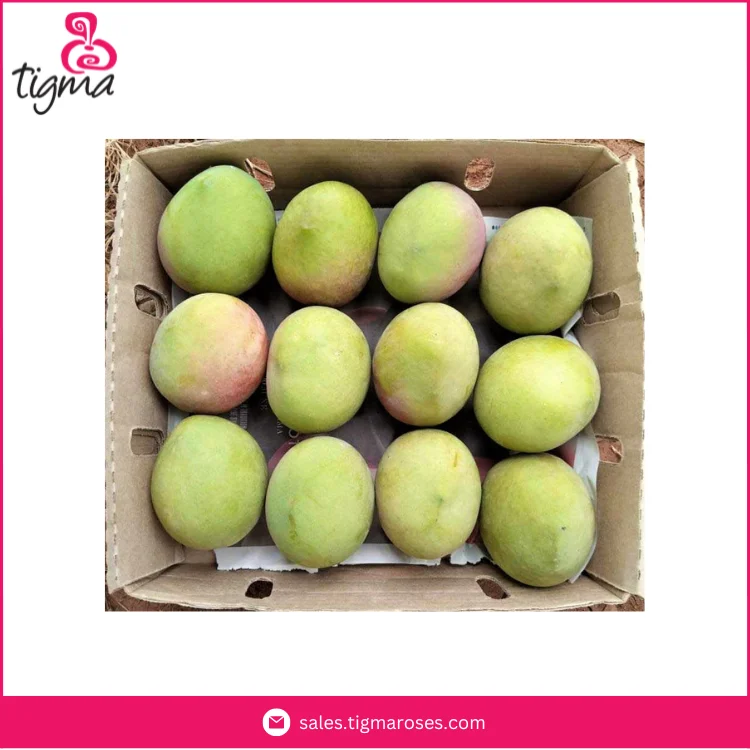 Поставщик высококачественных сладких вкусных манго Кент по лучшей цене от Эквадор