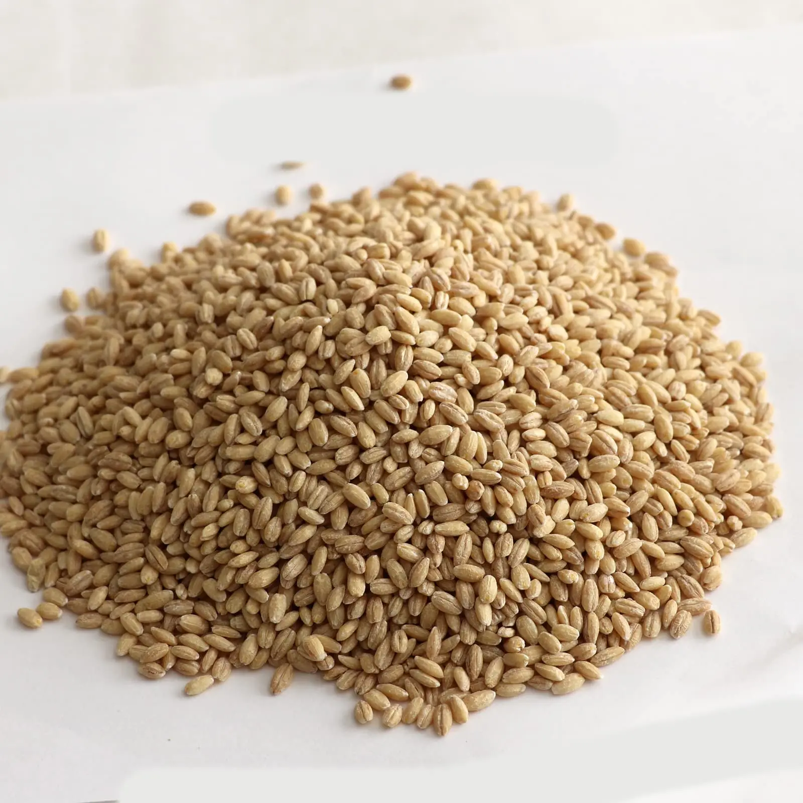 High Quality Malted Barley Animal Feed Grains Bulk Pure Natural Ready For Export Malted Barley for All Livestock Needs