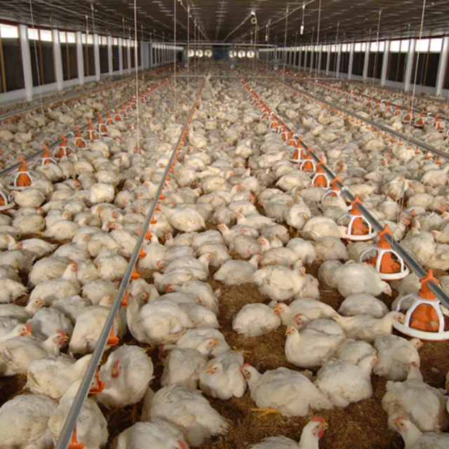 Drinking Line For Poultry Poultry Automatic Feeding System Diameter 20cm, Depth 11cm Vietnam Manufacturer Cheap Price