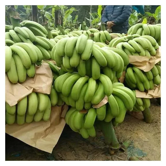 Wholesale Good Quality Competitive Price Delicious Flavour Fresh Banana From Viet Nam Export
