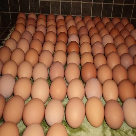 Fertilized Chicken Eggs/ Cobb 500 Broiler Chicken Eggs/Fresh Cobb 700 Fertile eggs