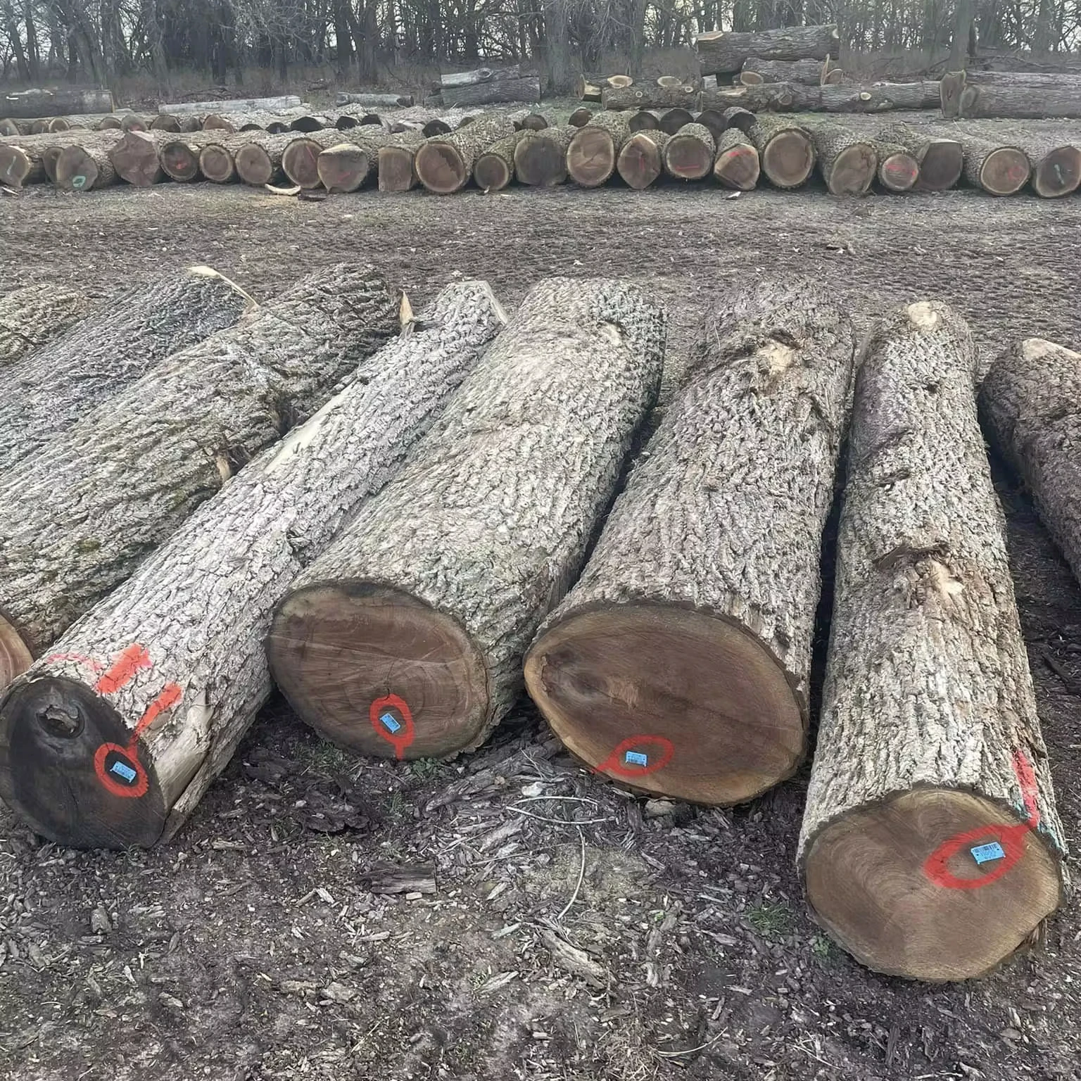 Walnut Wood Logs For Sale