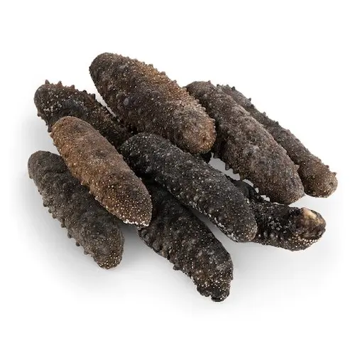 High Quality Fresh and Frozen Sea Cucumber in Bulk Packaging Best Price for Nature Style Dried Sea Cucumber