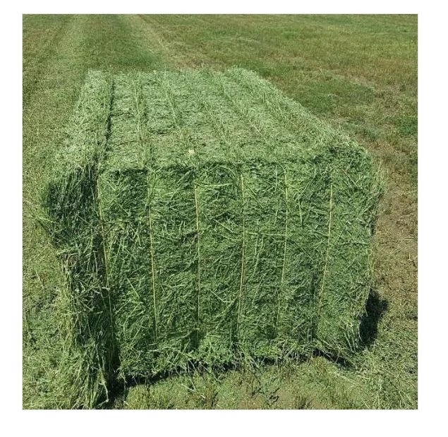 Animal Feeding Timothy or Alfalfa Hay in Bales for Sale for Wholesale/ Super Top Quality Alfalfa Hay