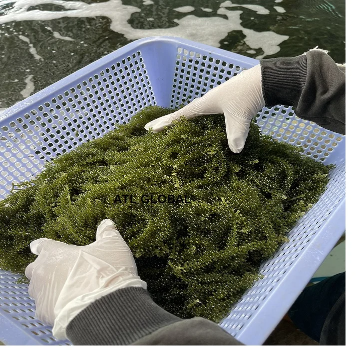 Dehydrated sea grapes Umibudo Ararosep Seaweed Caulerpa Lentillifera Green caviar from Viet Nam with wonderful taste 120g/box