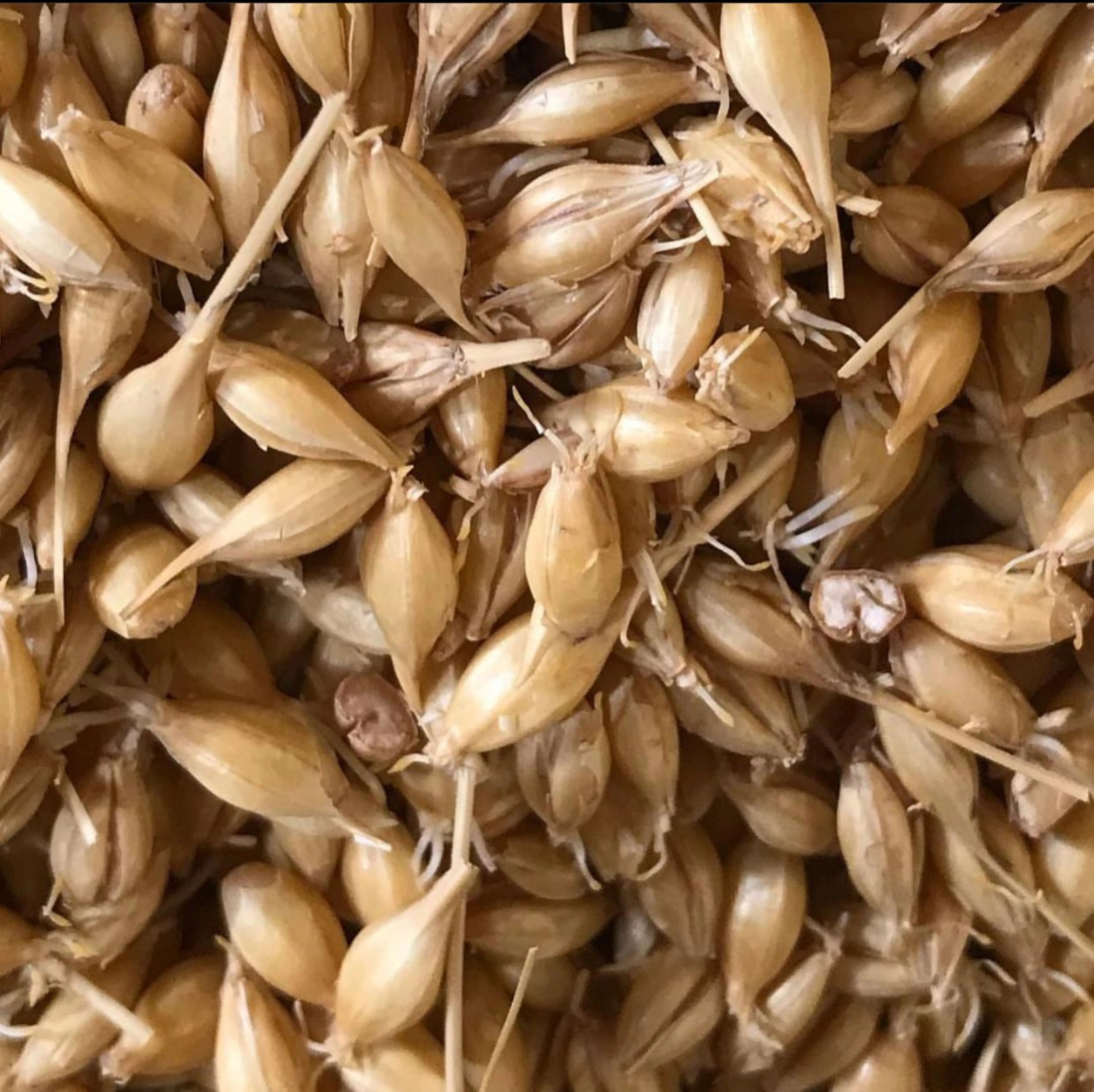 Чистые органические зерна ячменя оптом