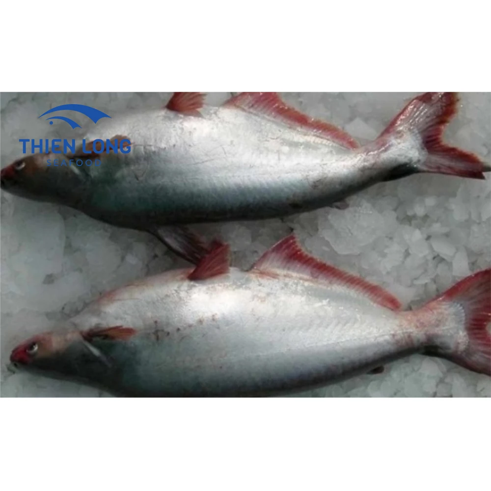 Top Quality Vietnam Supplier Fresh Frozen BQF Pangasius Whole Round Fish