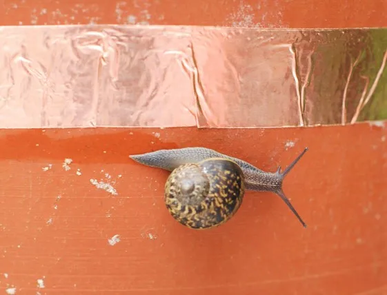 Slugs Away Barrier Tape Adhesive Copper Tape For Pots and Plants Protection From Slugs and Snails