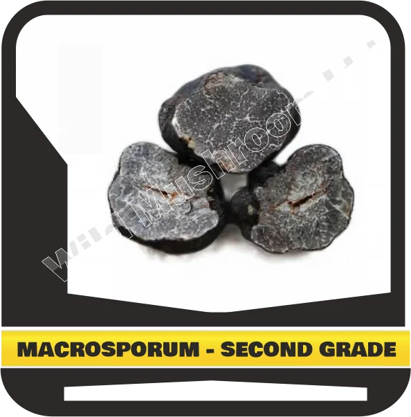 FRESH SMOOTH BLACK TRUFFLE MACROSPORUM - SECOND GRADE