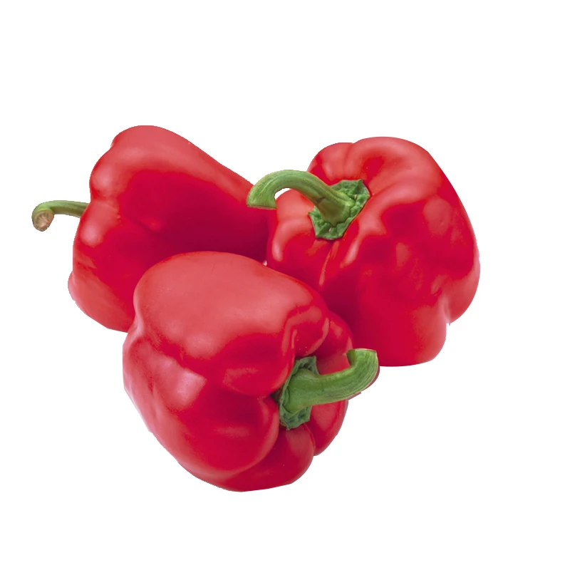 Fresh bell pepper for wholesale sweet pepper fresh capsicum high quality bell pepper