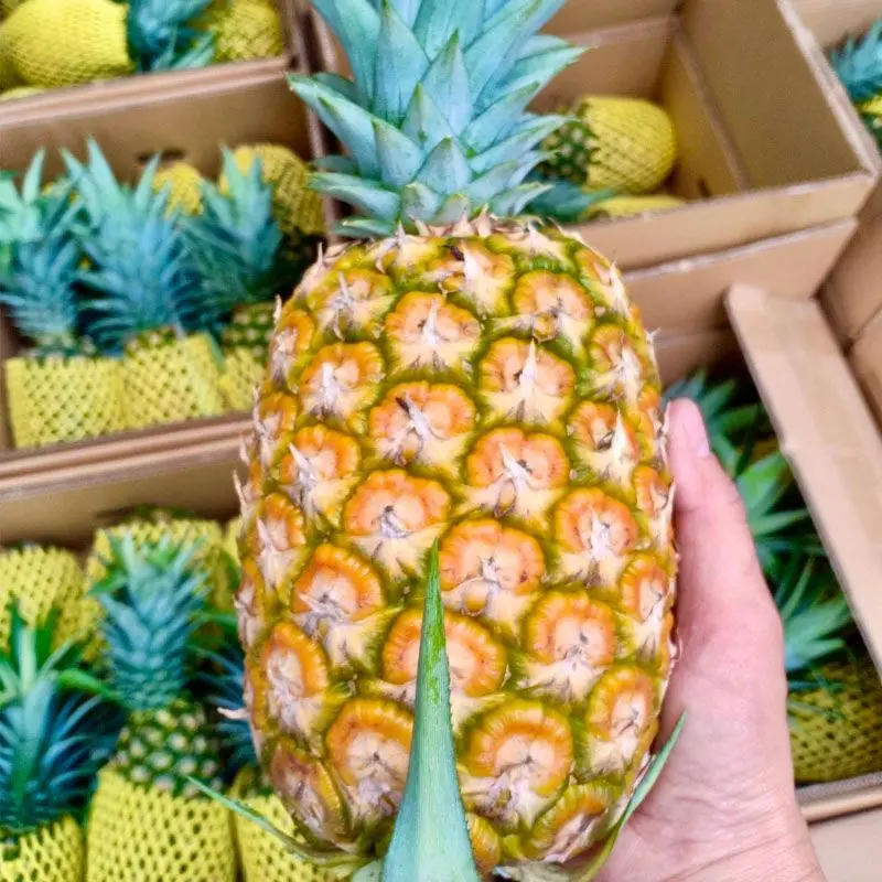 Yellow Pineapple Tropical Golden Style Color Weight Natural Origin Type Fruits Variety Size Product ISO Fresh