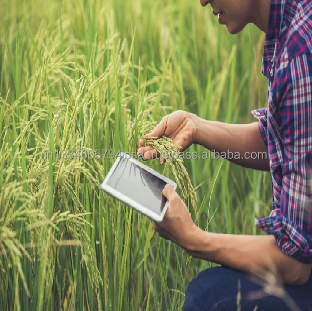 PREMIUM QUALITY BASMATI RICE LONG GRAIN 1121 WHITE SELLA PUNJAB HARYANA BEST INDIAN FARMERS SUPPLY TOP SELLING EXPORT BRAND