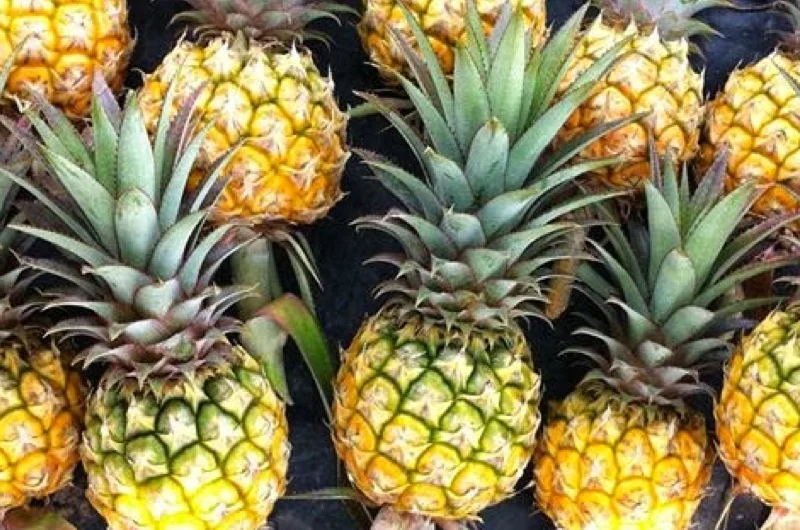 High Quality Fresh Phu Lae Pineapple, Sweet, Crispy, Delicious, Best Price From Thailand 100%