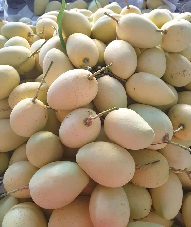 Свежее манго оптовая продажа лидер продаж сладкие и вкусные желтые тропические