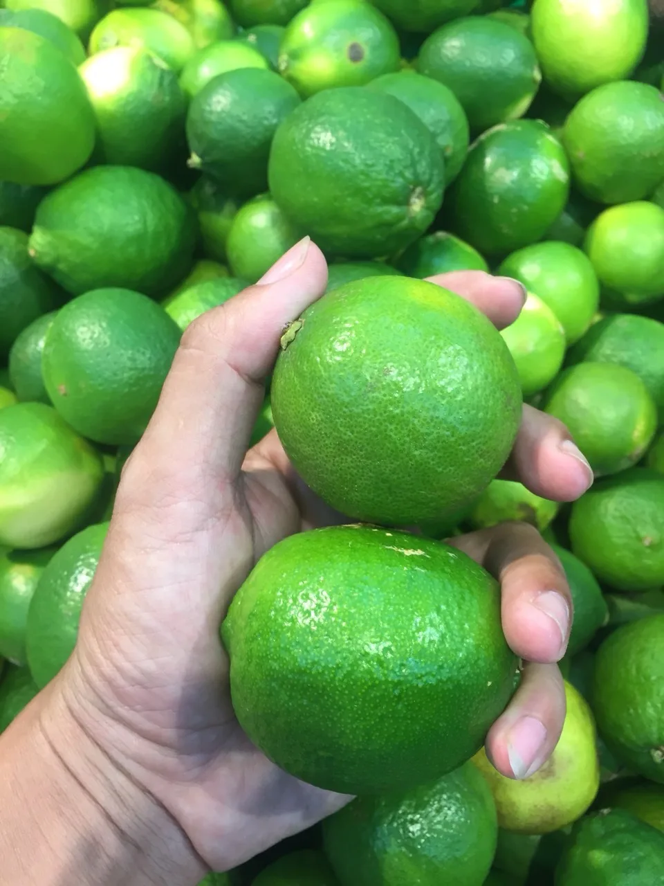 Fresh Premium Persian Lime - Top Quality, Best Price, Directly From Producers In Vietnam