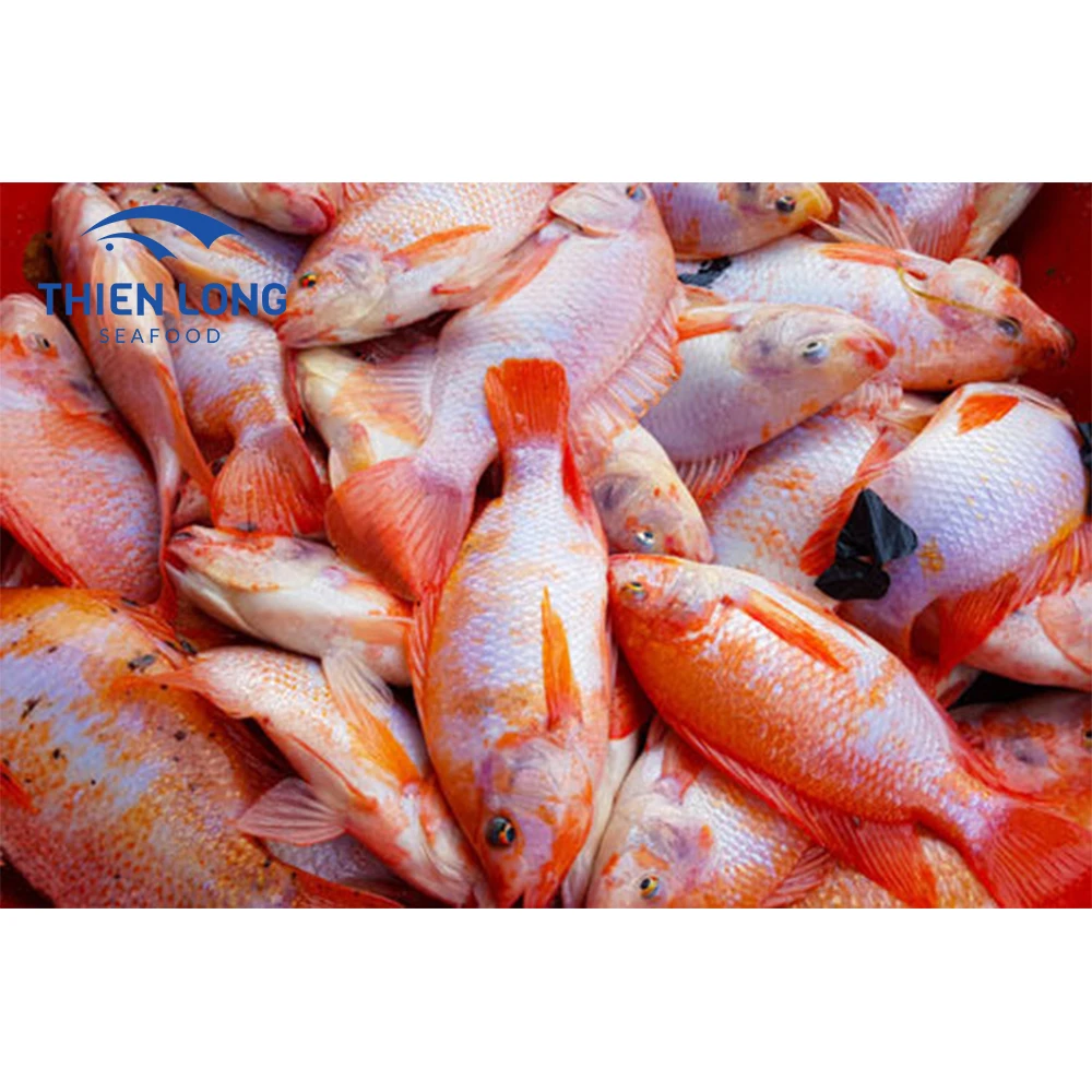 High Quality Frozen Fish Red Tilapia Gutted Scaled From Vietnam Seafood Company From Vietnam to make fish balls