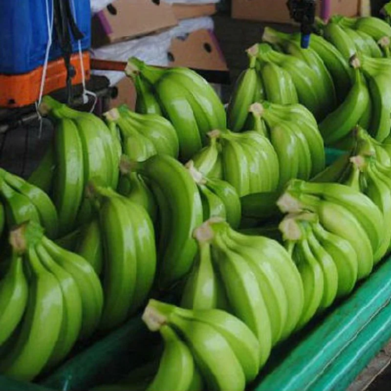 We Supply Quality Fresh Green Cavendish Banana to all over the world