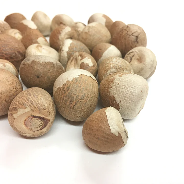Freshly imported Betel nuts / Betel areca nut wholesale