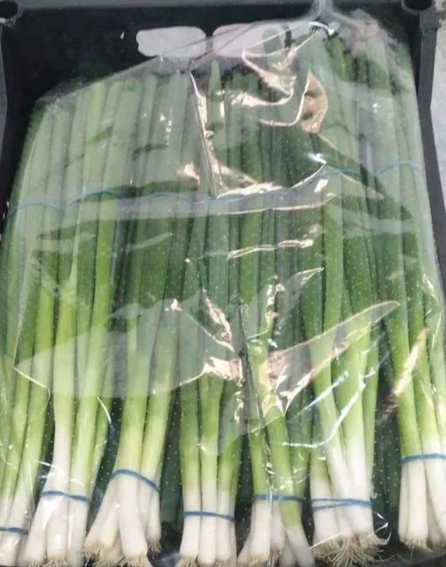 spring onion fresh and clean