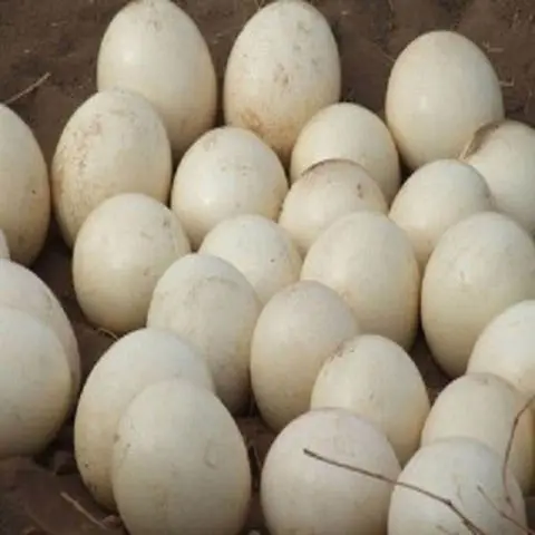 Live Ostrich Chicks / Fresh Fertile Ostrich Eggs / Ostrich Chicks and Fertile Ostrich Eggs for Sale (11000007068903)