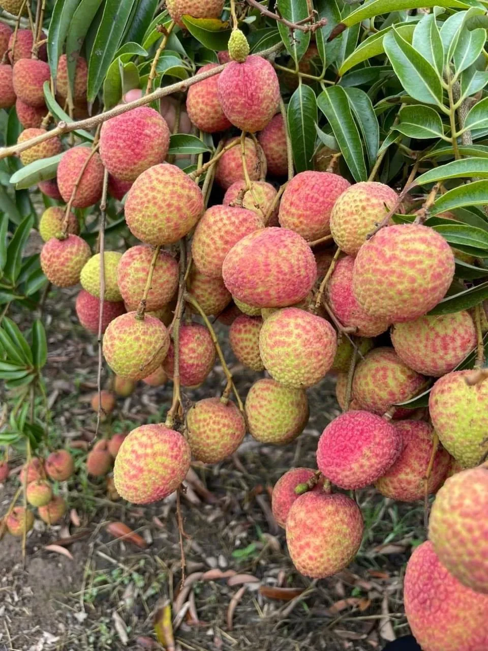 Fresh Lychee new crop 2023 high quality wholesales litchi sweet delicious standard best selling