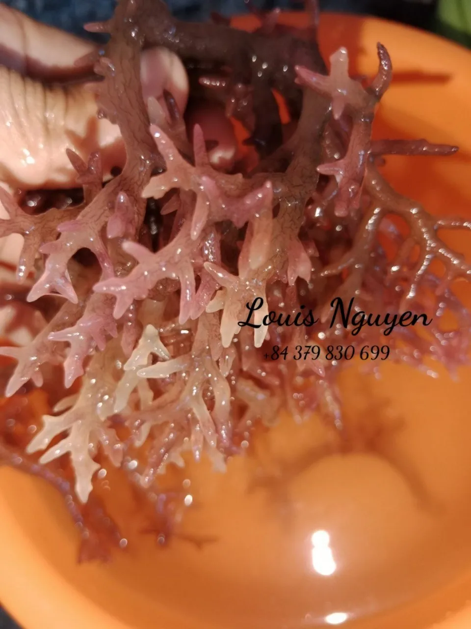 Top Exporter Purple Sea Moss - Irish Sea Moss From Vietnam - 100% Natural & Raw - Mr. Louis (WhatsApp: +84 379830699)