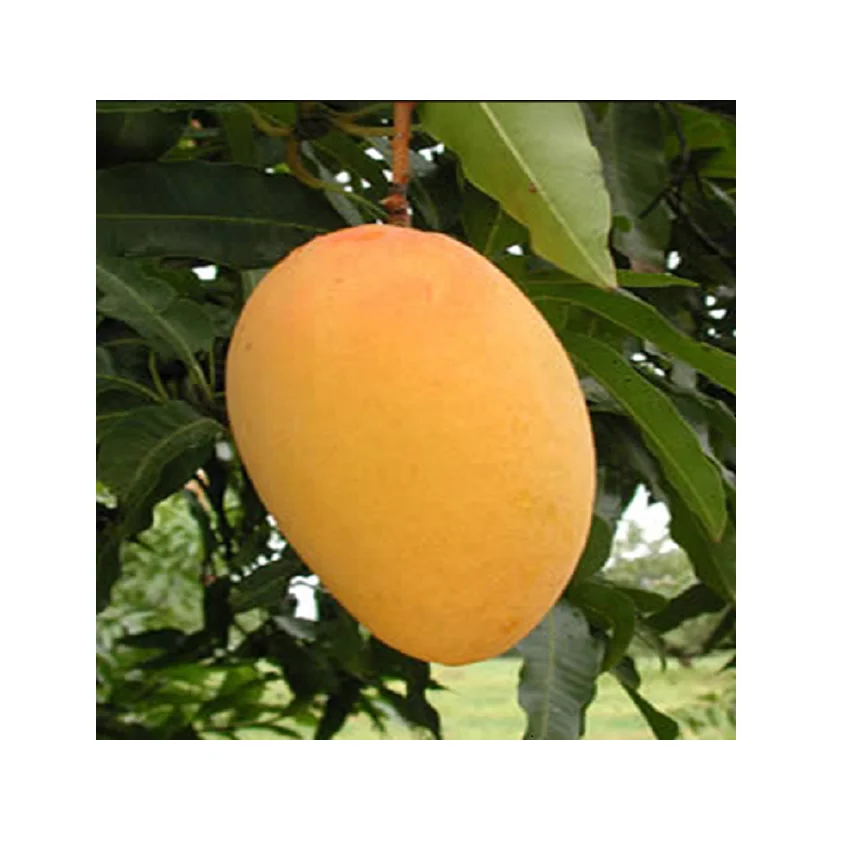 Top Quality Mango For Eating At Supplier From India