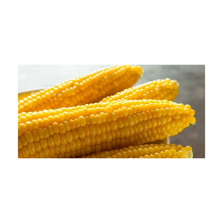 Non GMO Yellow Corn / Sweet Corn / Yellow Corn Maize for Sale in Bulk