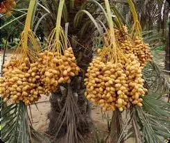 Tissue Culture Date Palm Garden Seedlings Packed with High Fibre Coco Peat...