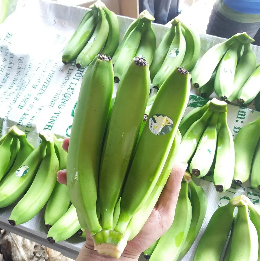 Tropical Banana Fresh cavendish Banana Natural Fruits Fresh Fruit ORIGIN VIETNAM Cavendish Banana